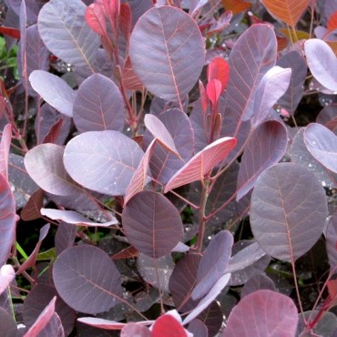 лила - копия